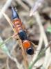 Paederus sp.